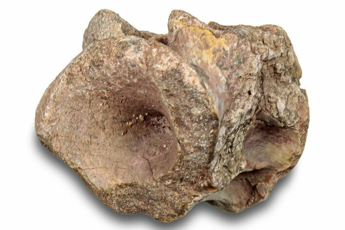 Fossil Synapsid (Edaphosaurus) Vertebra - Texas #251379